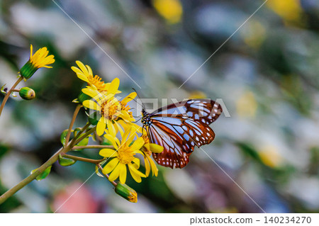 A chestnut tiger butterfly landed on a yellow wildflower on Tanegashima Island. A chestnut tiger butterfly landed on a yellow wildflower on Tanegashima Island. 140234270