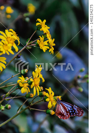 Chestnut Tiger butterflies gather on yellow flowers in Tanegashima. Chestnut Tiger butterflies gather on yellow flowers in Tanegashima. 140234275