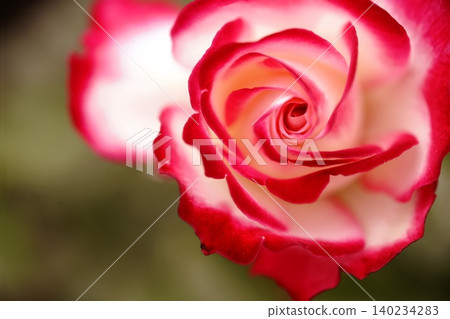 紅玫瑰花 紅玫瑰花 140234283
