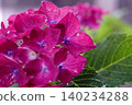 Red hydrangea 140234288
