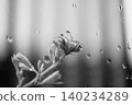 plant leaf with water droplets 140234289