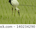 Birds searching for food in rice fields 140234290