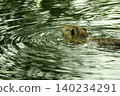 Swimming nutria 140234291