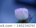 Flowers 140234292