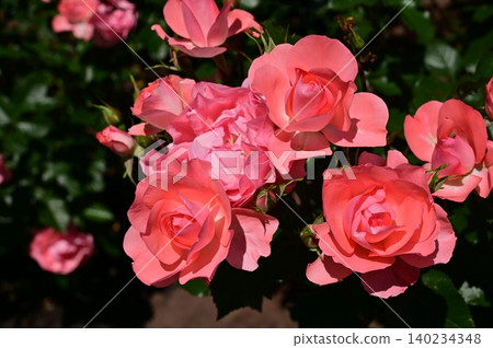 法蘭西花園(薔薇科) 法蘭西花園(薔薇科) 140234348