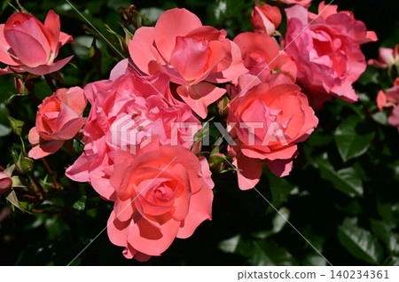 Jardin de France (Rosaceae family) Jardin de France (Rosaceae family) 140234361