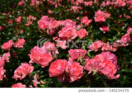 法蘭西花園(薔薇科) 法蘭西花園(薔薇科) 140234370