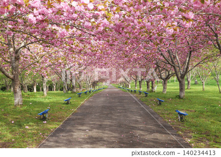 Rashomon Sakura Park (Cherry Blossom Tunnel) 51951 Rashomon Sakura Park (Cherry Blossom Tunnel) 51951 140234413