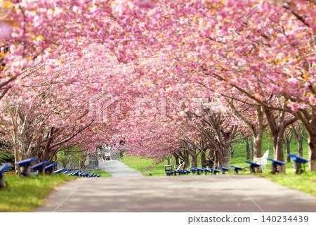 Rashomon Sakura Park (Cherry Blossom Tunnel) 51422- Rashomon Sakura Park (Cherry Blossom Tunnel) 51422- 140234439
