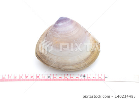 Fresh live clams (Arisogai) - Size 140234483