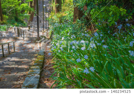【身延先生】菩提階梯及其旁盛開的鳶尾花【久遠寺】 【身延先生】菩提階梯及其旁盛開的鳶尾花【久遠寺】 140234525