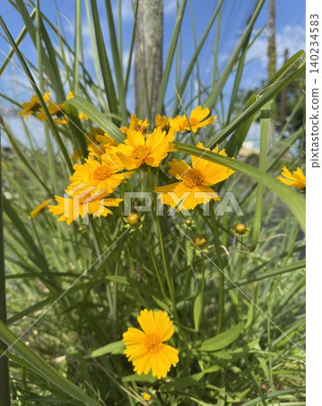 The early summer blue sky and a cluster of large-flowered coreopsis in full bloom 140234583