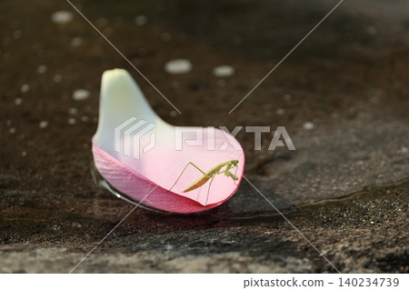Lotus and praying mantis 2876 Lotus and praying mantis 2876 140234739