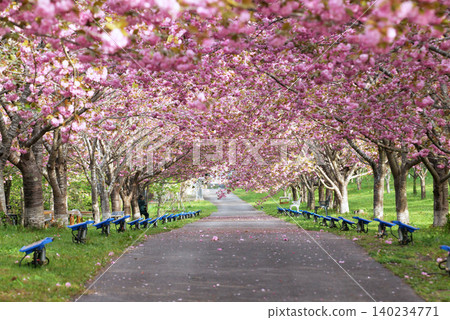羅生門櫻花公園(櫻花隧道)51887- 羅生門櫻花公園(櫻花隧道)51887- 140234771
