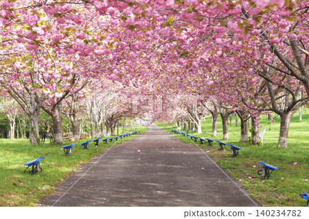 Rashomon Sakura Park (Cherry Blossom Tunnel) 51924- Rashomon Sakura Park (Cherry Blossom Tunnel) 51924- 140234782