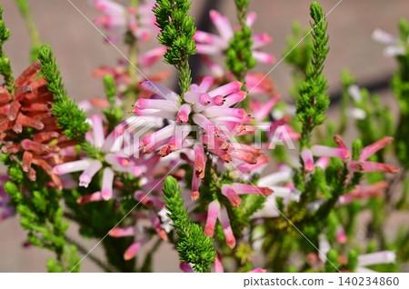 Erica (Ericaceae family), Erica genus Erica (Ericaceae family), Erica genus 140234860