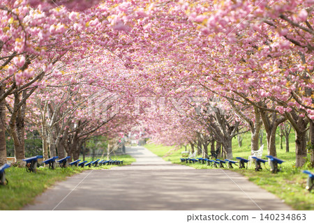 羅生門櫻花公園(櫻花隧道)51597 羅生門櫻花公園(櫻花隧道)51597 140234863