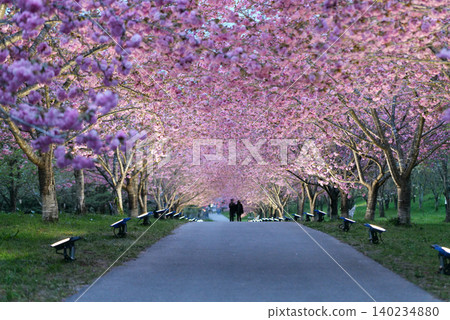 Rashomon Sakura Park (Cherry Blossom Tunnel) 51676 Rashomon Sakura Park (Cherry Blossom Tunnel) 51676 140234880