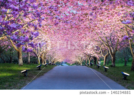 Rashomon Sakura Park (Cherry Blossom Tunnel) 51679- Rashomon Sakura Park (Cherry Blossom Tunnel) 51679- 140234881