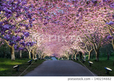羅生門櫻花公園(櫻花隧道)51700 羅生門櫻花公園(櫻花隧道)51700 140234882