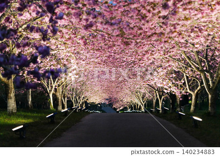 羅生門櫻花公園(櫻花隧道)51708 羅生門櫻花公園(櫻花隧道)51708 140234883