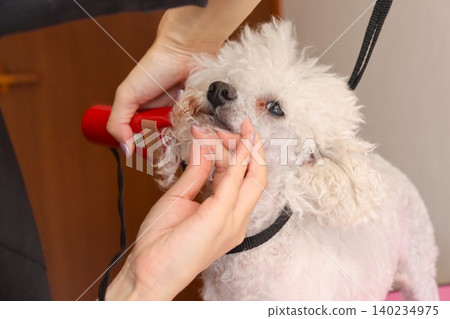 玩具貴賓犬貝利在美容時看起來非常可愛。 140234975