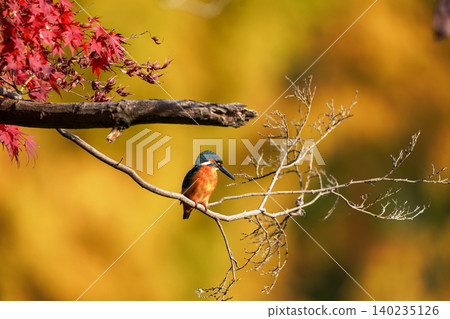 An autumn scene of a kingfisher perched on a branch against a backdrop of red and yellow leaves. 140235126