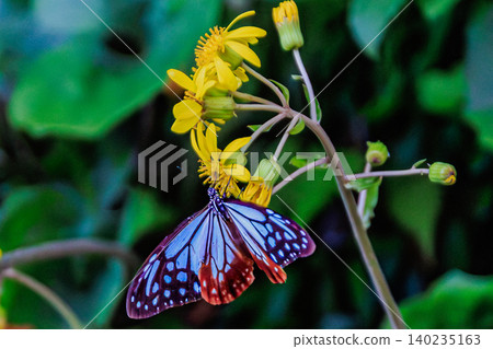 The beautiful pattern of the chestnut tiger butterfly with its wings spread. The beautiful pattern of the chestnut tiger butterfly with its wings spread. 140235163