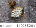 Paper wasp nest building 02 140235201