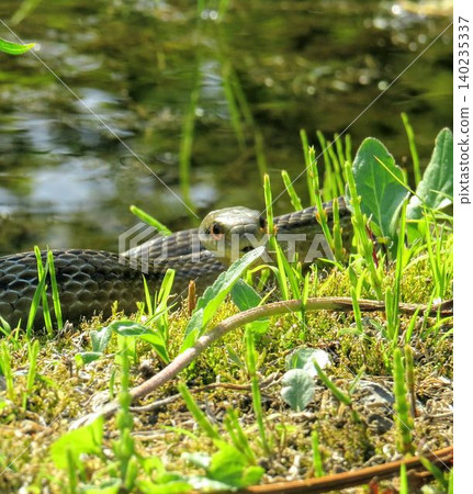 A snake looking at me A snake looking at me 140235337