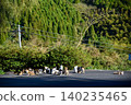 Cats gathering on the road 140235465