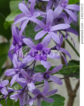 A vibrant purple Petrea flower blooming in the botanical garden: a beautiful close-up and delicate composition captured with a macro lens. A vibrant purple Petrea flower blooming in the botanical garden: a beautiful close-up and delicate composition captured with a macro lens. 140235615