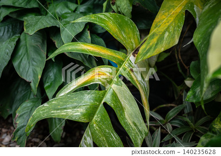 Monstera plants having yellowing leaves problem. Monstera plant are often a sign of stress, with overwatering and underwatering being the most common culprits. Monstera plants having yellowing leaves problem. Monstera plant are often a sign of stress, with overwatering and underwatering being the most common culprits. 140235628