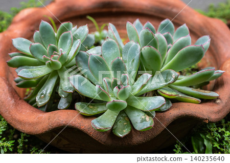 Echeveria succulent plants growing outdoor in garden. Echeveria is a large genus of over 150 species of succulent plants in the stonecrop family (Crassulaceae). Echeveria succulent plants growing outdoor in garden. Echeveria is a large genus of over 150 species of succulent plants in the stonecrop family (Crassulaceae). 140235640