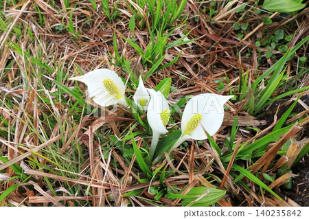 奧澤的臭菘開花了 140235842