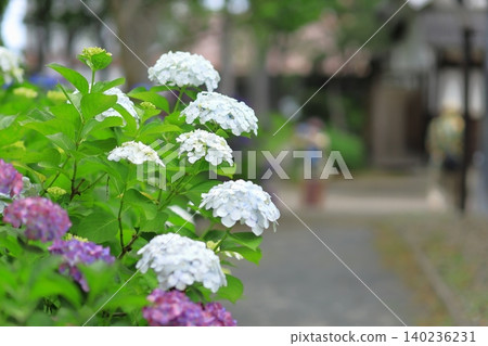 府中市地方歷史博物館 - 繡球花 140236231