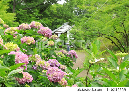 Fuchu City Local History Museum - Hydrangeas Fuchu City Local History Museum - Hydrangeas 140236239