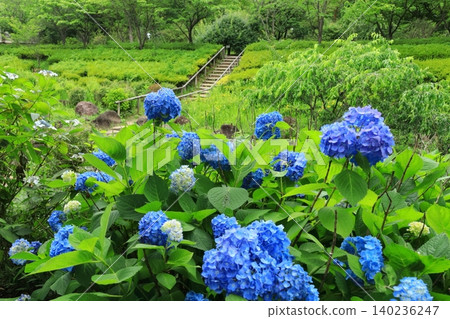 Fuchu City Local History Museum - Hydrangeas Fuchu City Local History Museum - Hydrangeas 140236247
