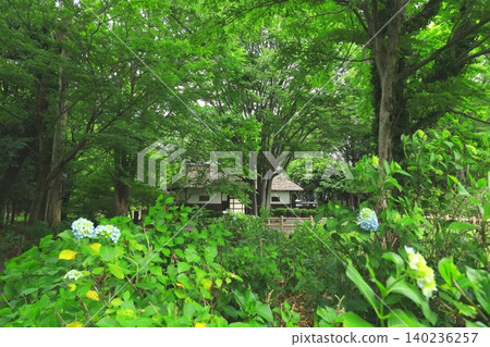 Fuchu City Local History Museum - Hydrangeas Fuchu City Local History Museum - Hydrangeas 140236257