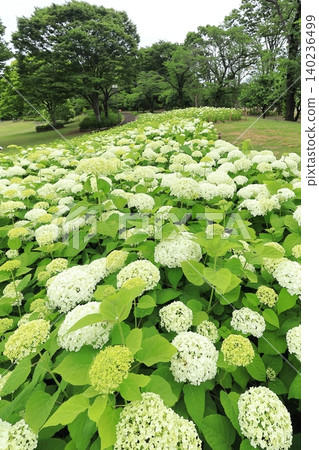 Fuchu City Local Forest Museum Annabel Hill Fuchu City Local Forest Museum Annabel Hill 140236499