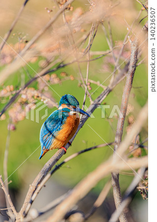 A kingfisher shining in the spring sunlight A kingfisher shining in the spring sunlight 140236507