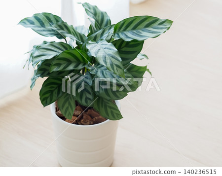 一盆「弗雷迪」竹芋擺放在木地板上。 一盆「弗雷迪」竹芋擺放在木地板上。 140236515