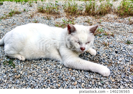 [Kagawa] Summer on Megijima Island: A cat standing still on the island 140236565