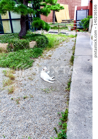 [Kagawa] Summer on Megijima Island: A cat standing still on the island 140236566