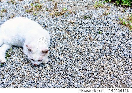 [Kagawa] Summer on Megijima Island: A cat standing still on the island 140236568