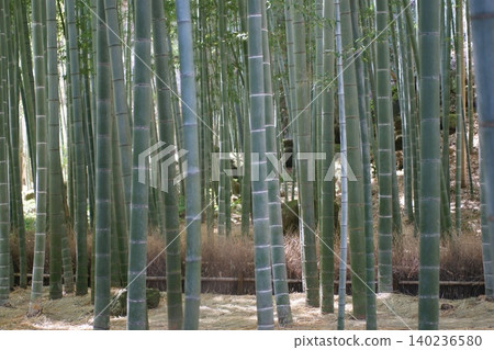 Bamboo grove Bamboo grove 140236580