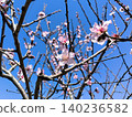 Almond flower 140236582