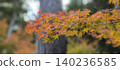 Maple leaves which turned red leaves 140236585