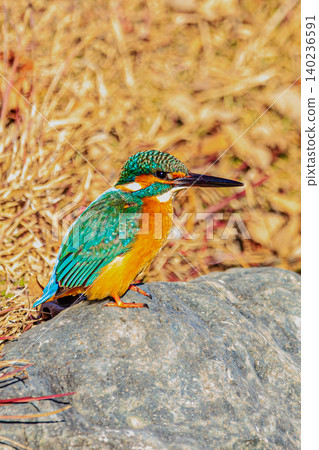 A beautiful kingfisher perched on a rock. A beautiful kingfisher perched on a rock. 140236591