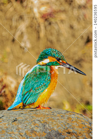 A kingfisher's profile I encountered on the riverbank. A kingfisher's profile I encountered on the riverbank. 140236595